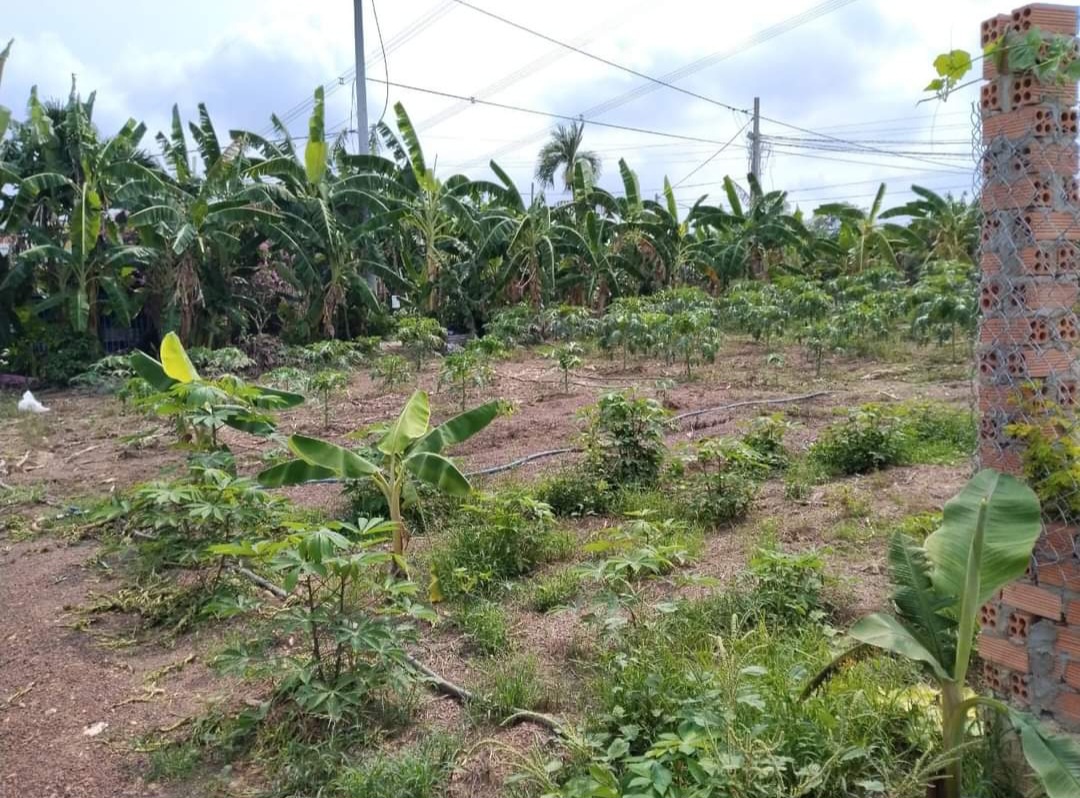 Nợ nần hết khả năng chi trả bán gấp 1000m2 giá 245 triệu