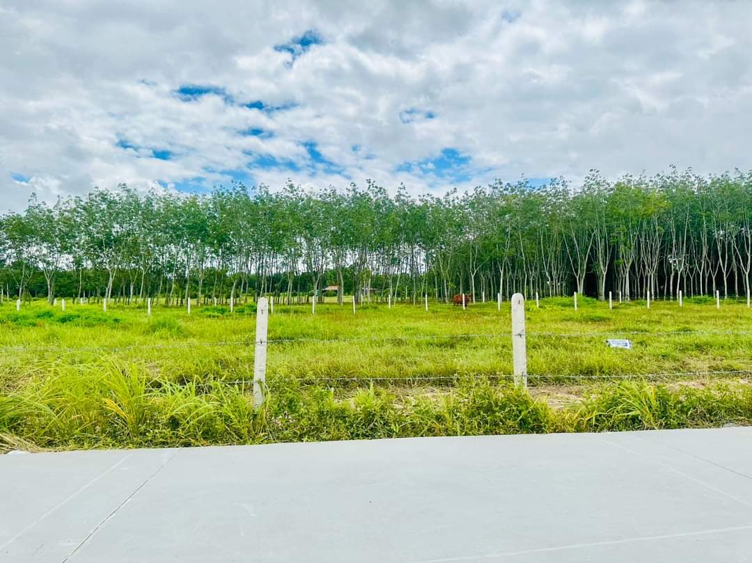 Cần trả nợ bán gấp miếng đất hơn 1000m2 giá 310 triệu